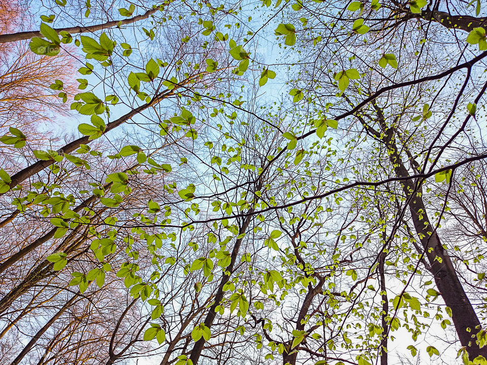 First spring leaves in the forest