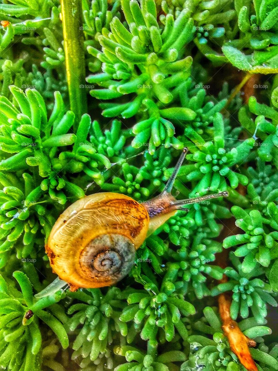 Snail