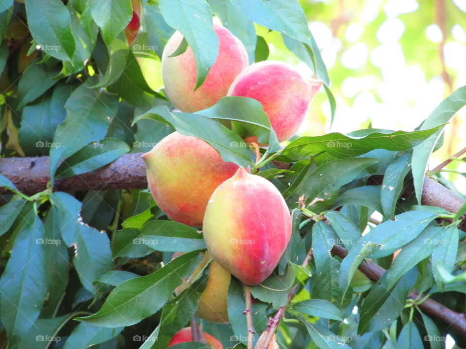 peaches trees and leaves