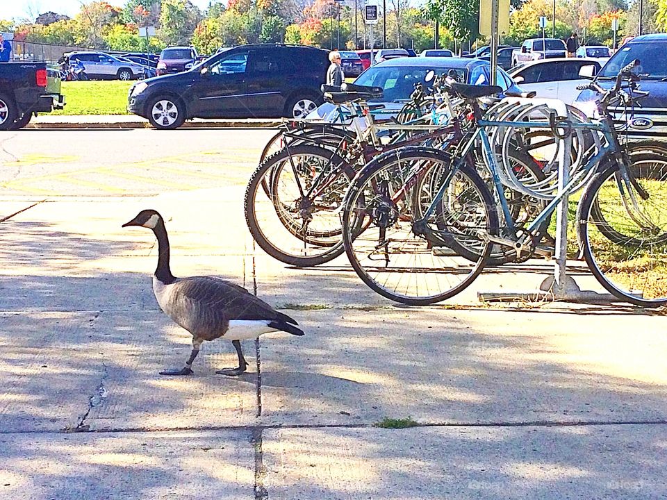 Minimalist snaps 
Single Goose walking in the city