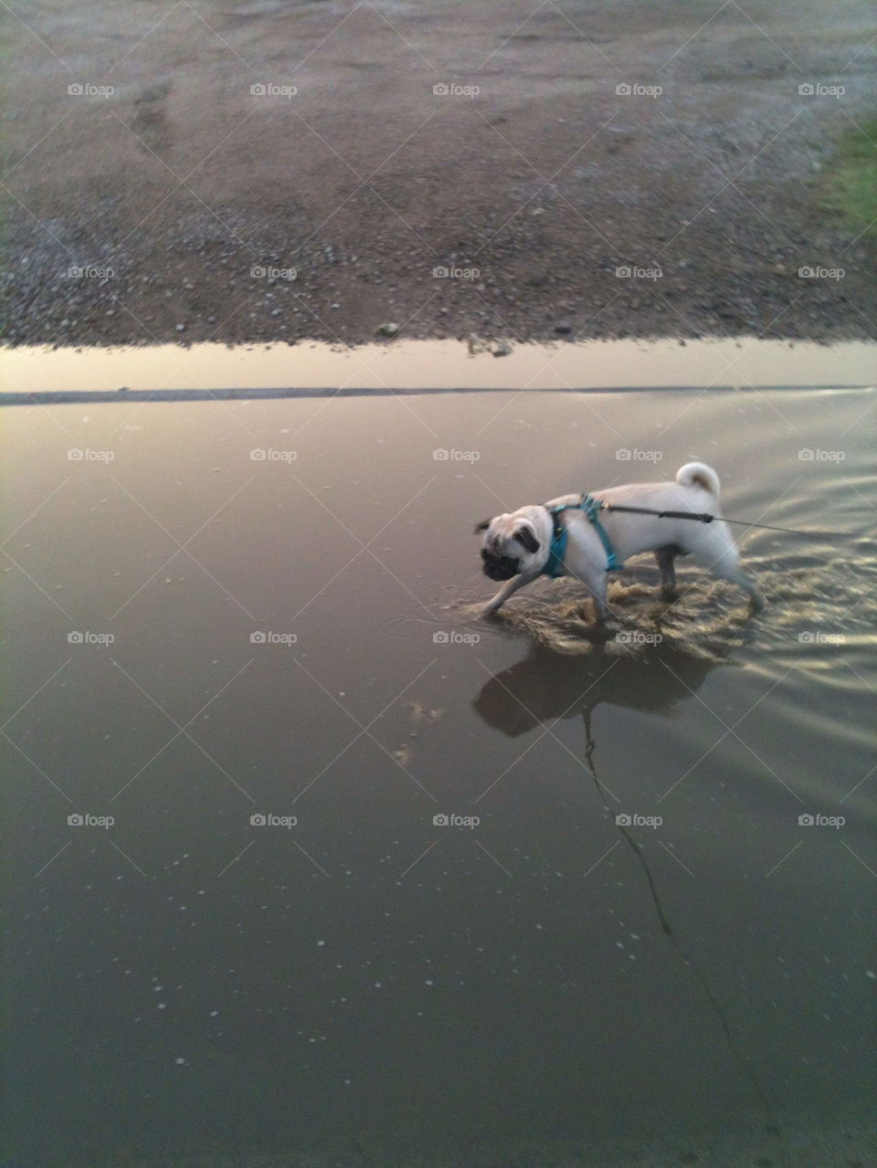 PUG PLAYING IN WATER