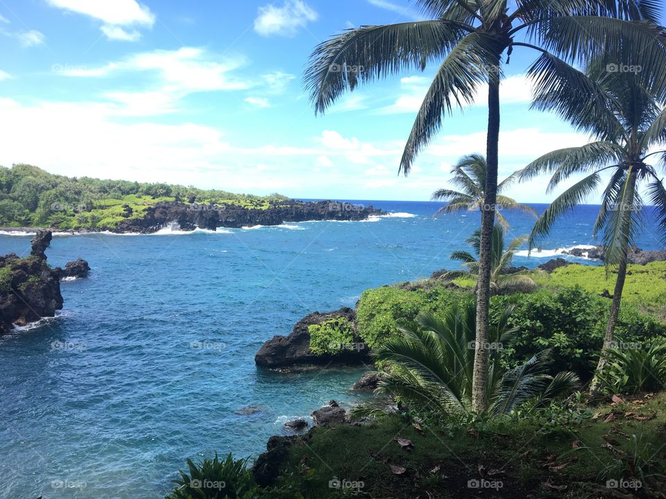 Palm tree on Hawaiian coast