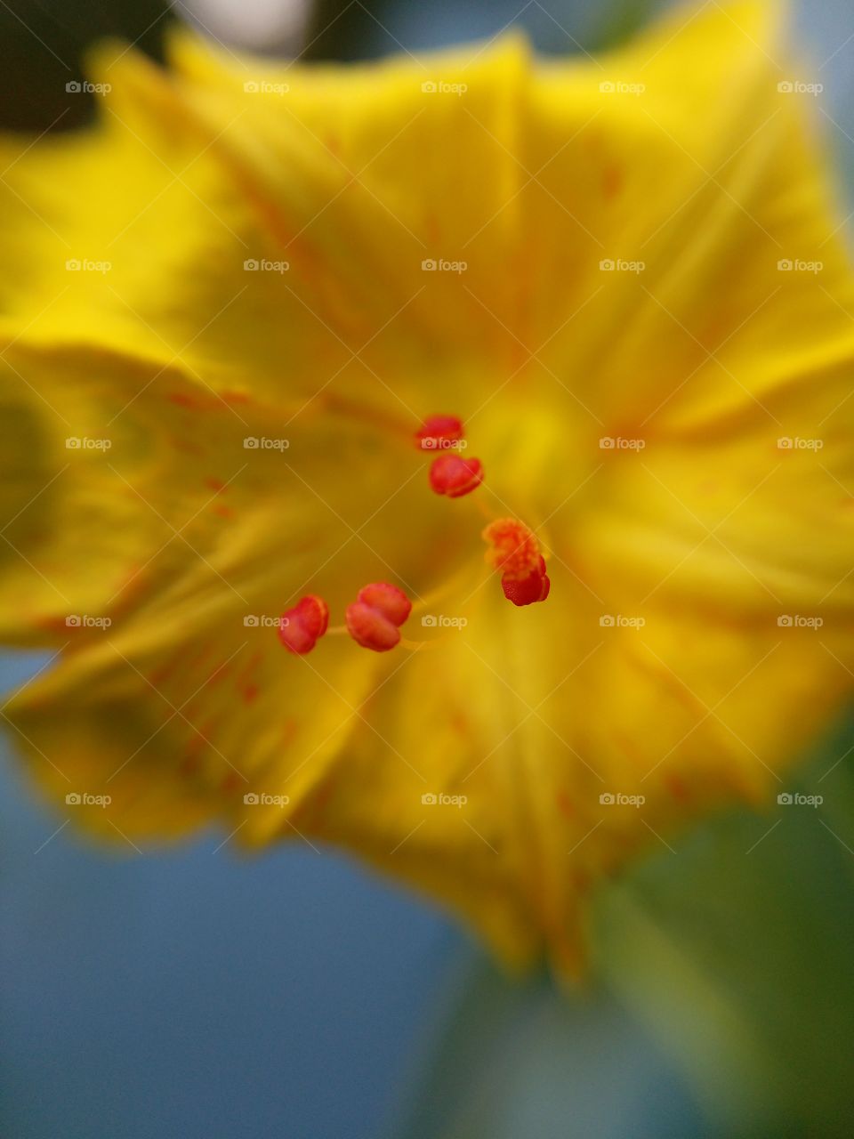 reproductive organ of plant