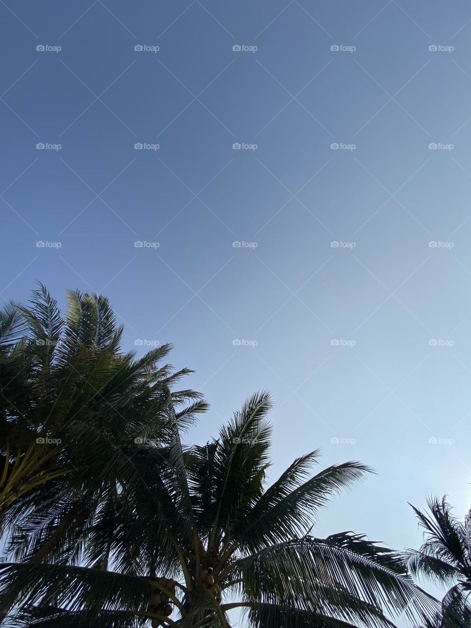 Tips of palm trees with blue sky 
