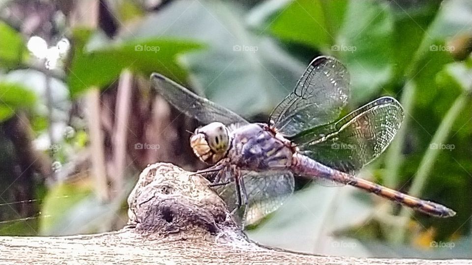 Dragonfly perched on dry wood