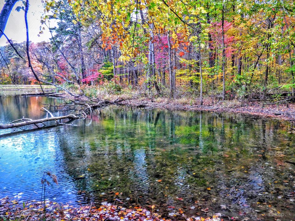 Fall in Martin state forest. 