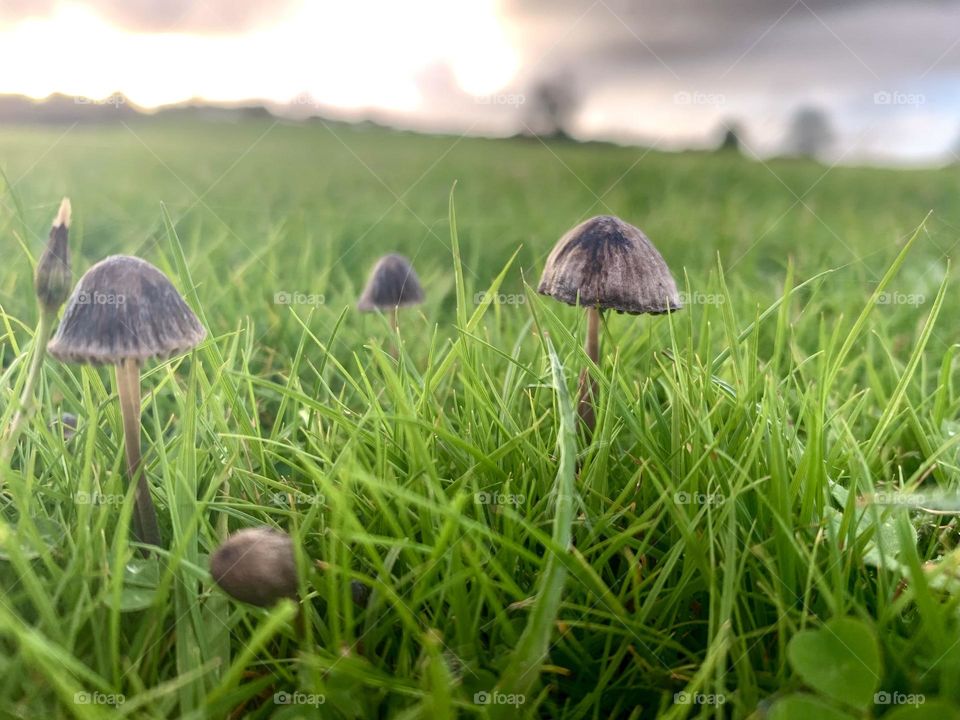 Fungus on the grass