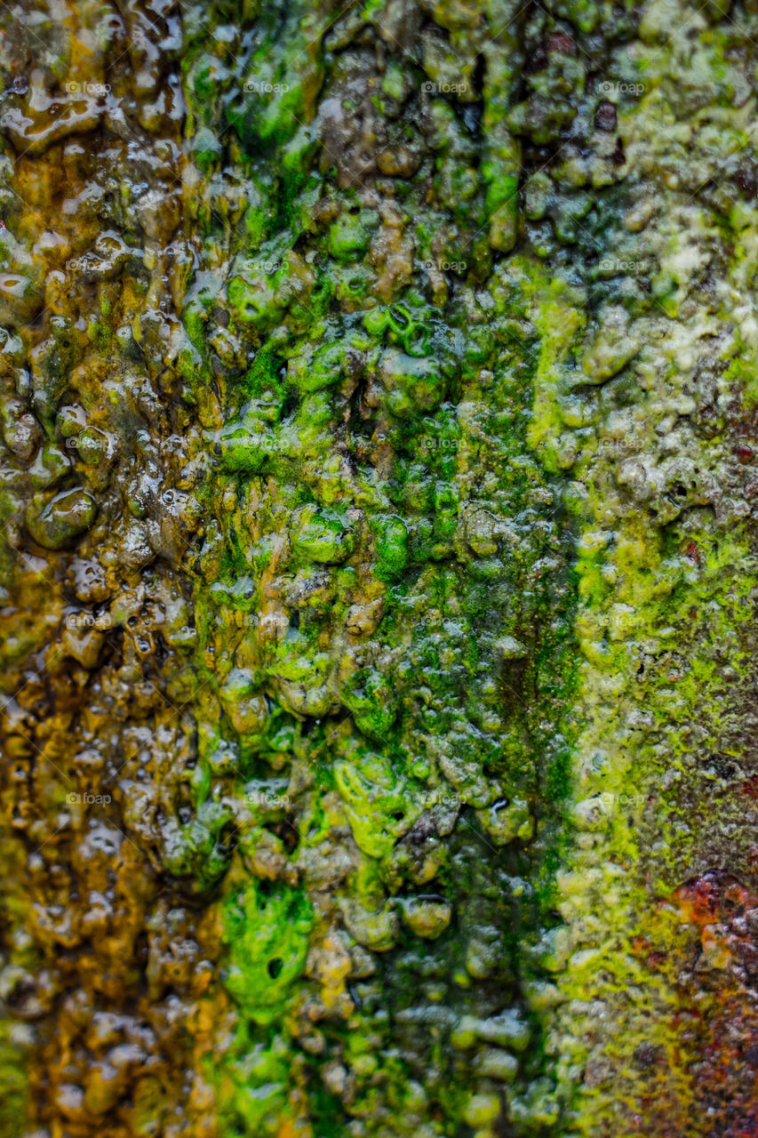 colours of nature - moss on steel