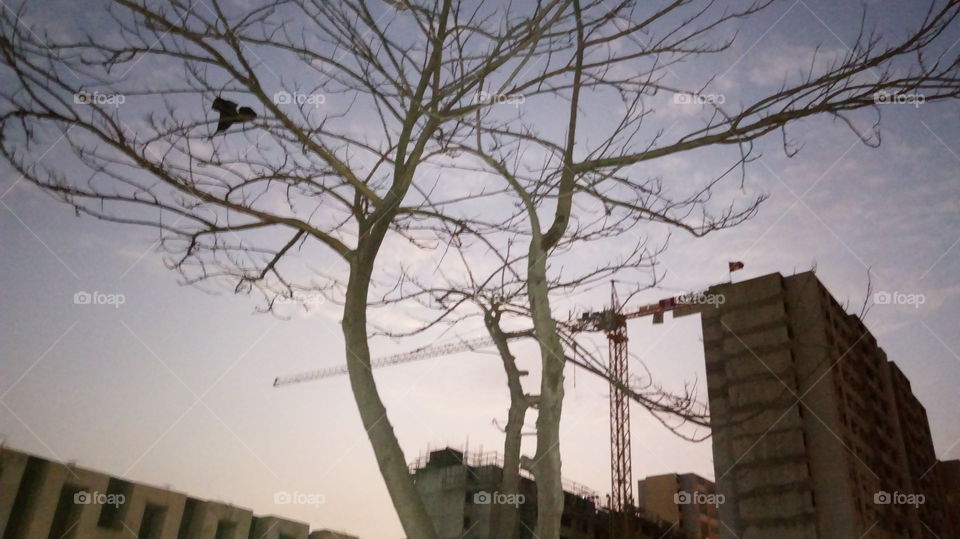 Edificación - Árbol