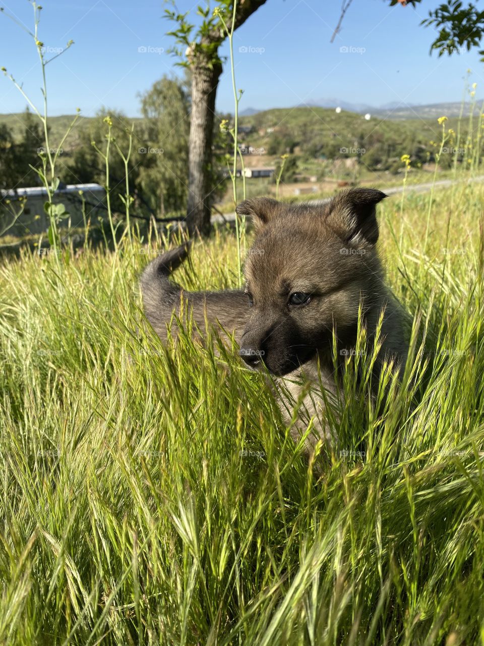 Puppy in grass 
