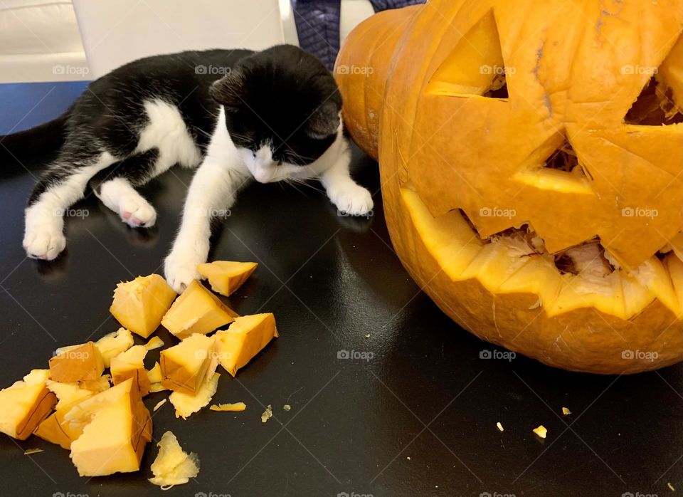 Tuxedo cat playing with pumpkins pieces left from a Halloween pumpkin carving; Halloween carved pumpkins 