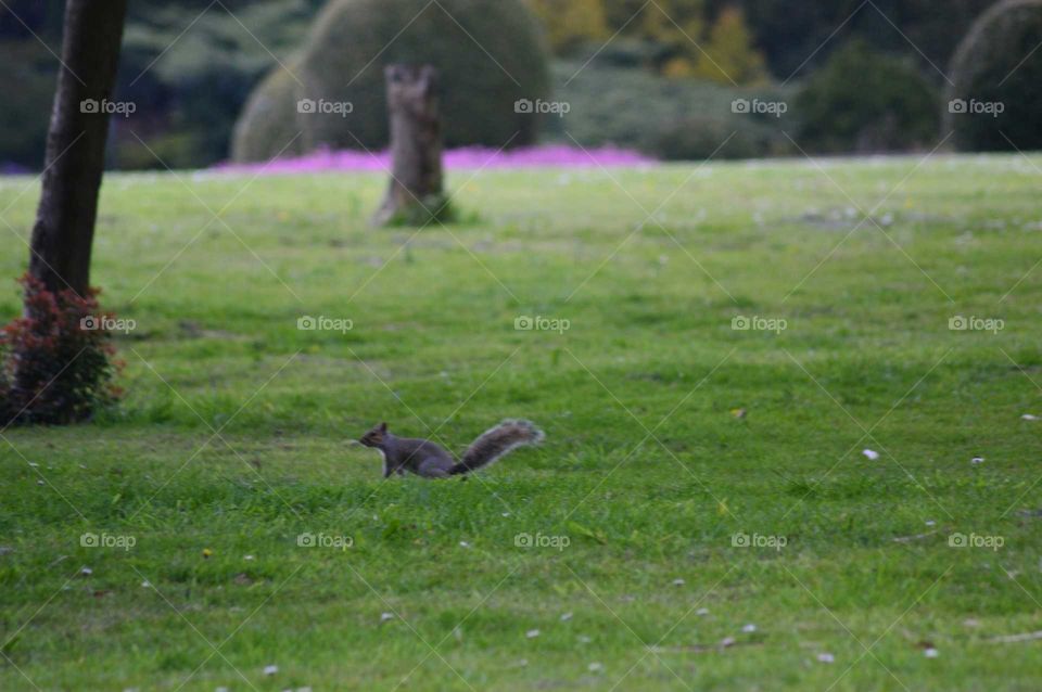 Frightened gray squirrel in beautiful park
