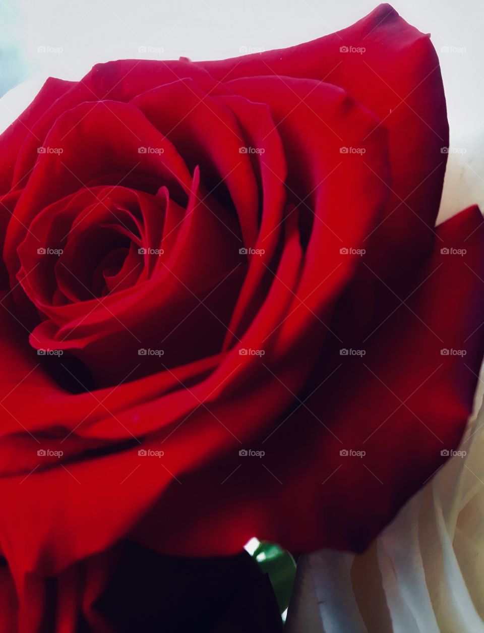 Red rose—taken in Dyer, Indiana 