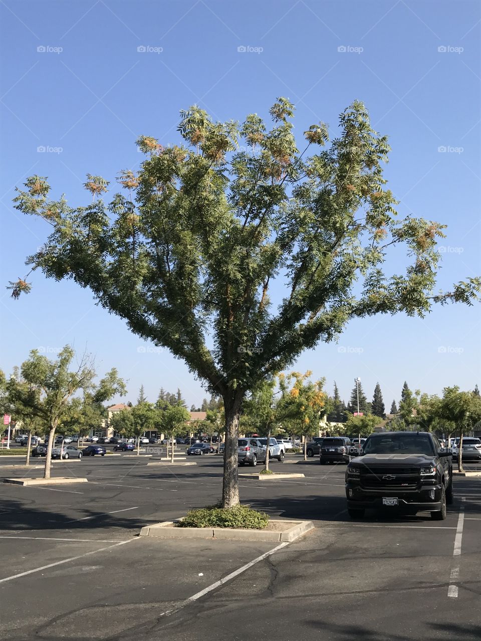 An unique-looking tree in the parking lot of a shopping center. It would appear that it is sprouting upward. Hence, this magnificent tree is worthy of being photographed.