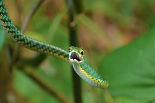 green snake