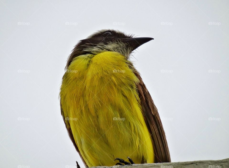 Yellow Tropical Bird. Male Kiskadee Bird In The Yucatán Jungle

