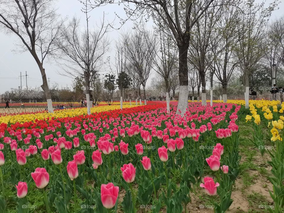 tulips