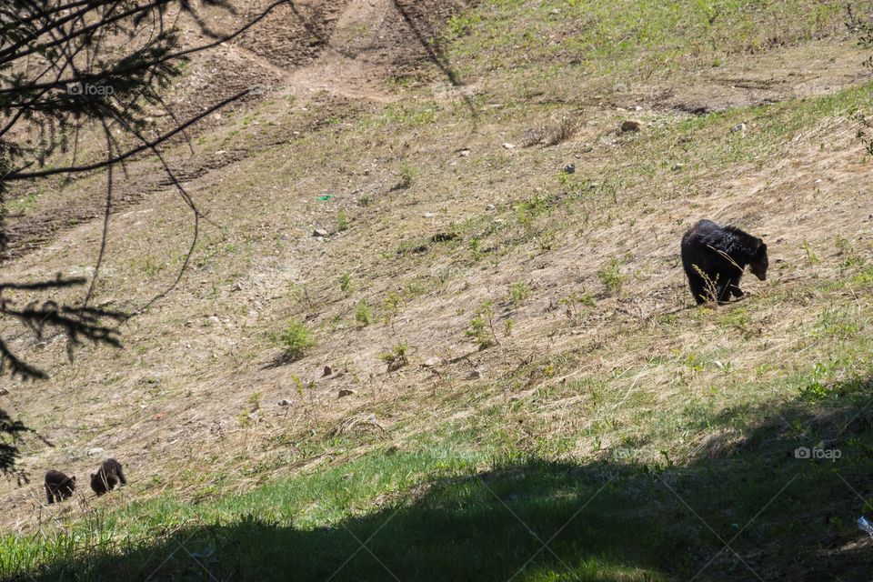 A mother black bear is grazing in the sun, while her two cubs are nearby.