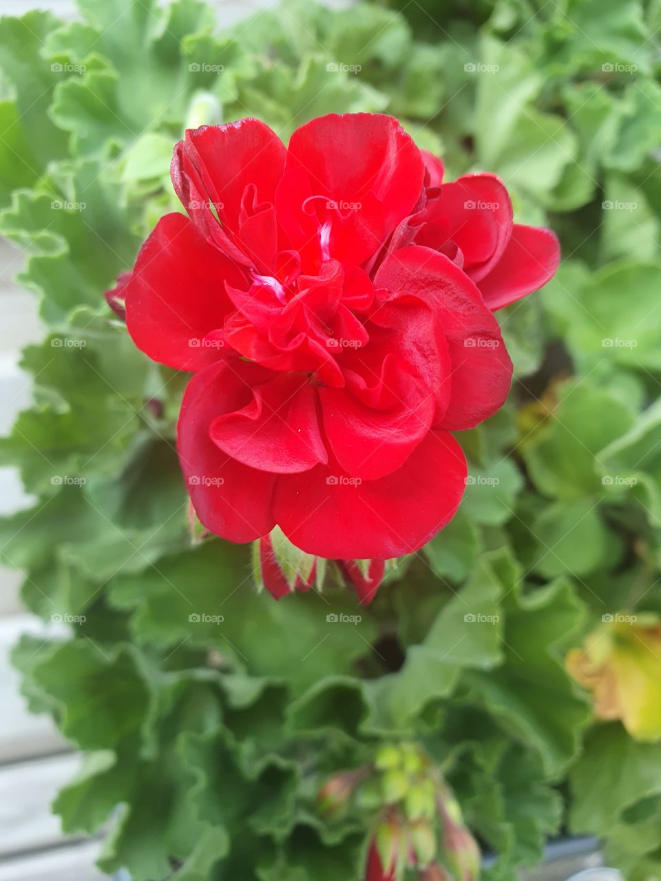 Red flower from the Dutch backyard.