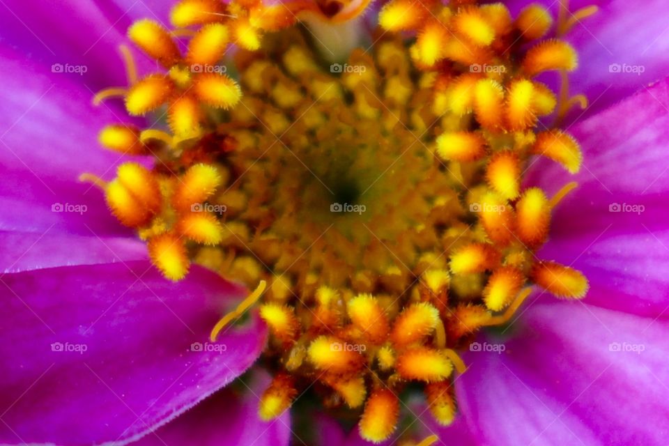 Yellow and Orange Stamen Macro