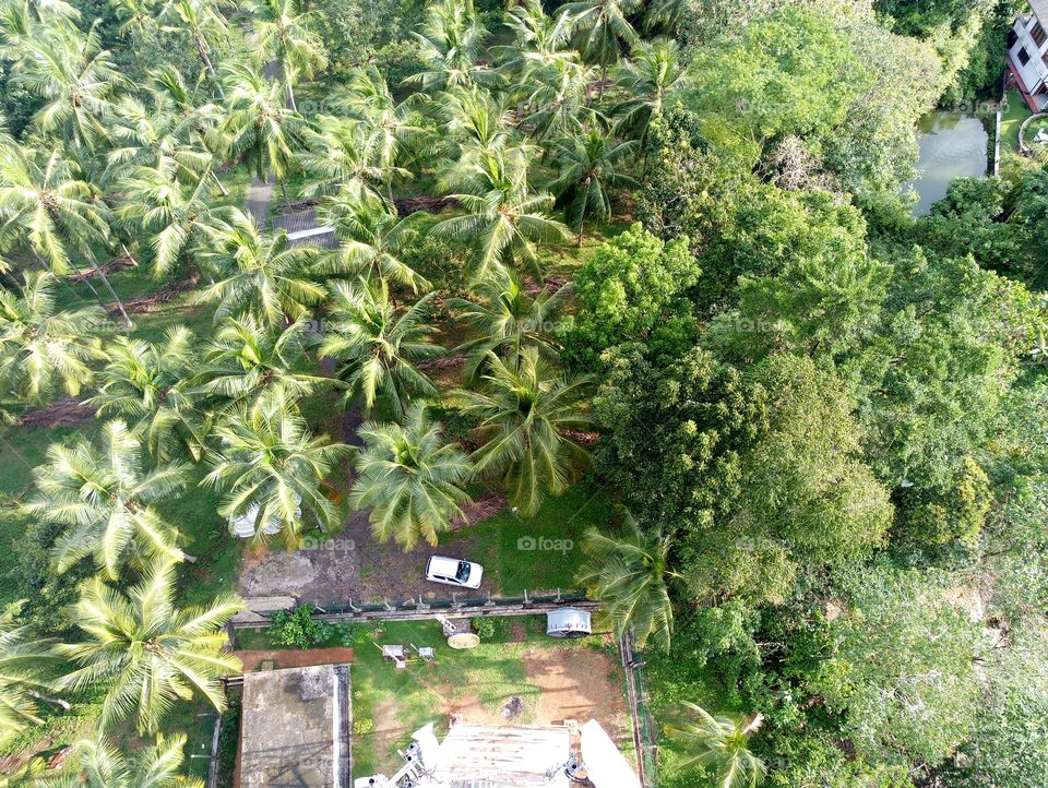 top of the tower ,can see a coconut tree