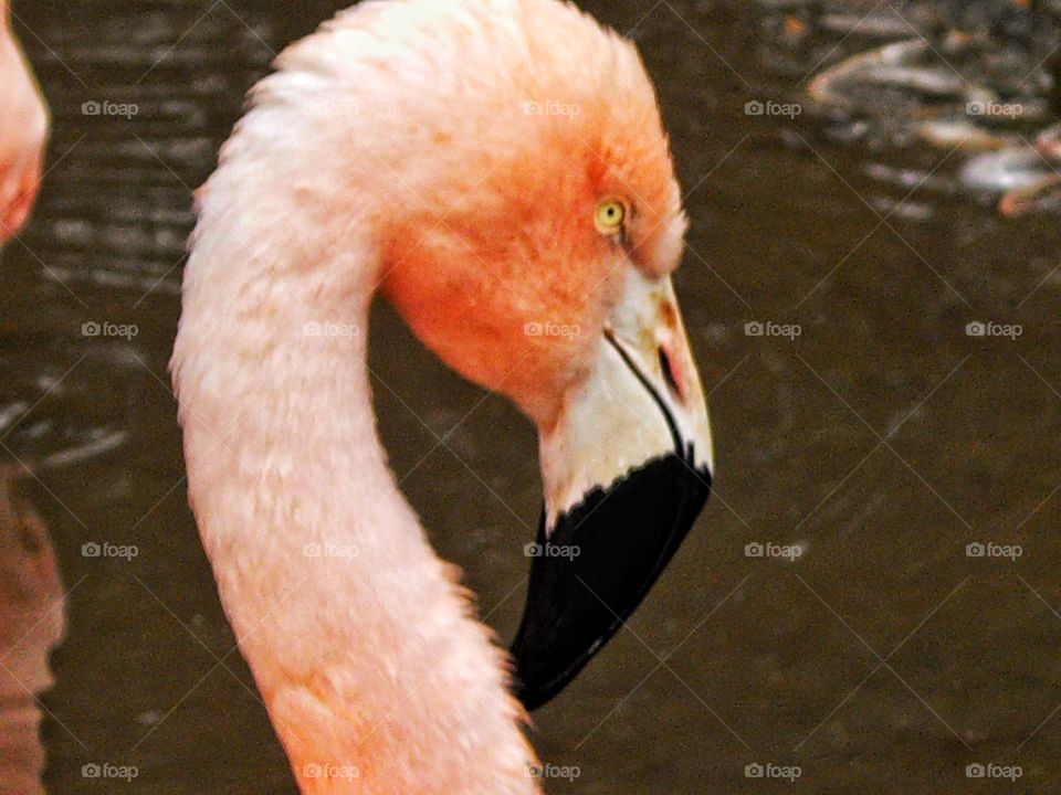 Closeup Of Flamingo
