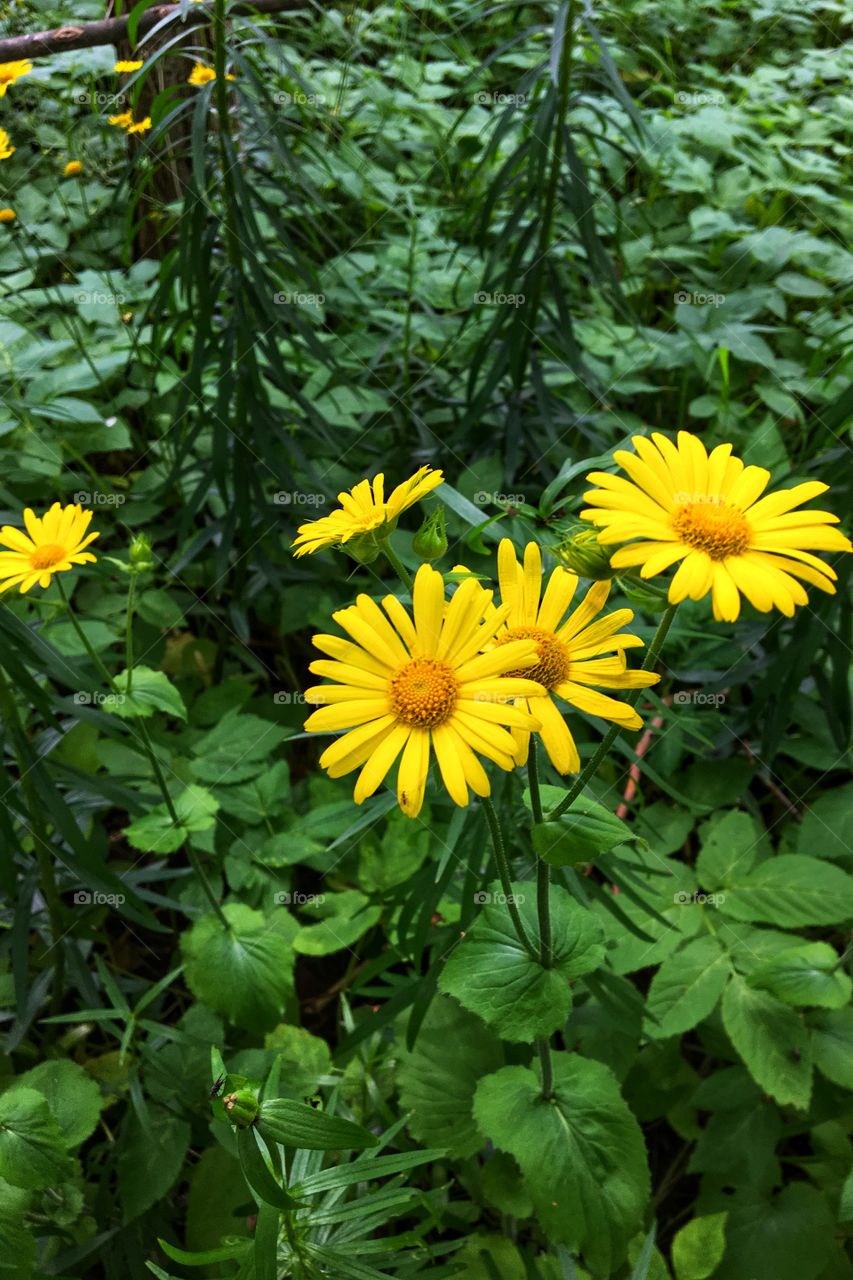 Eye catching wild yellow flowers 💐