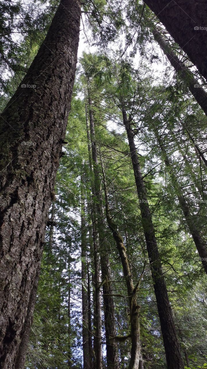 old growth. tall trees