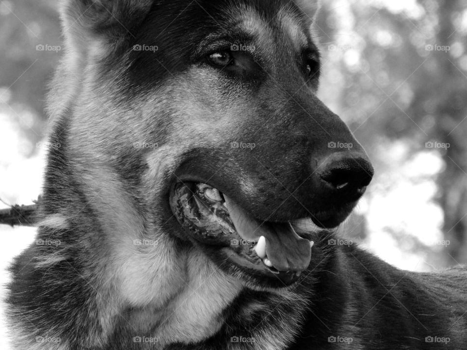 Shepherd dog