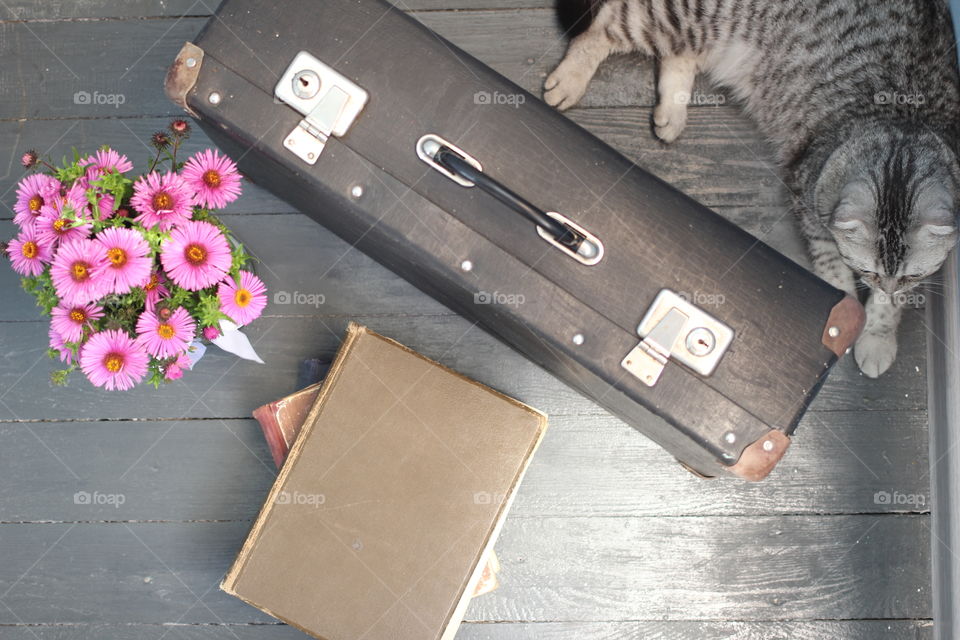 Cat and flower