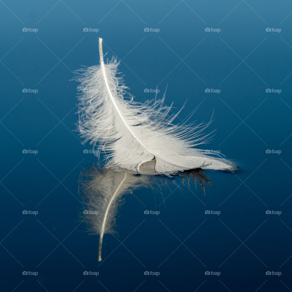 White feather floating on calm water