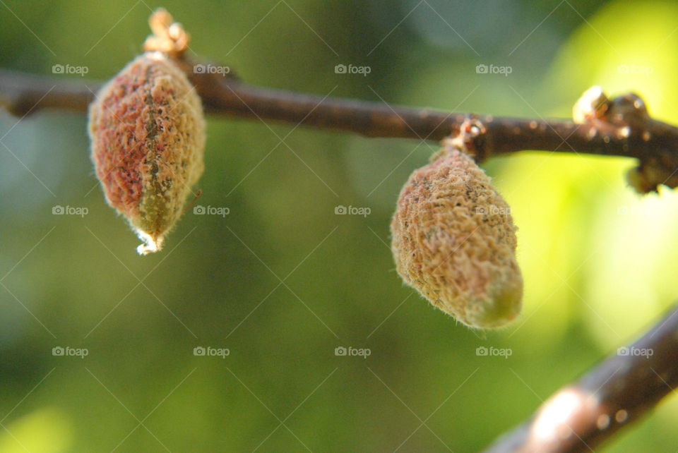 frost damaged apricotes