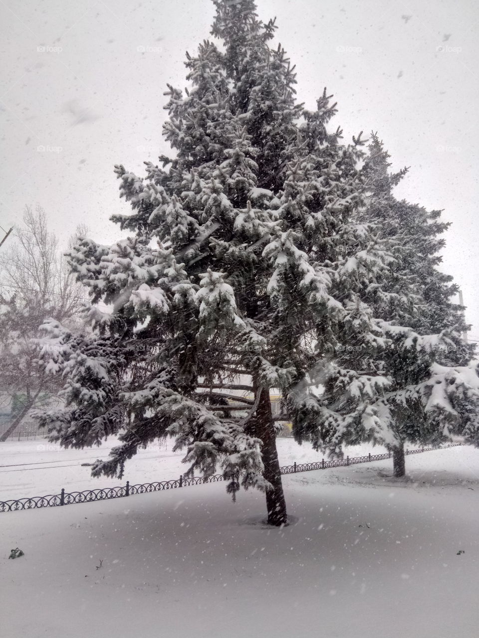 Winter, Snow, Frost, Tree, Cold