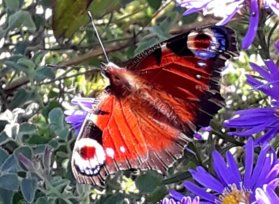 red butterfly with outstretched wings on blue asters