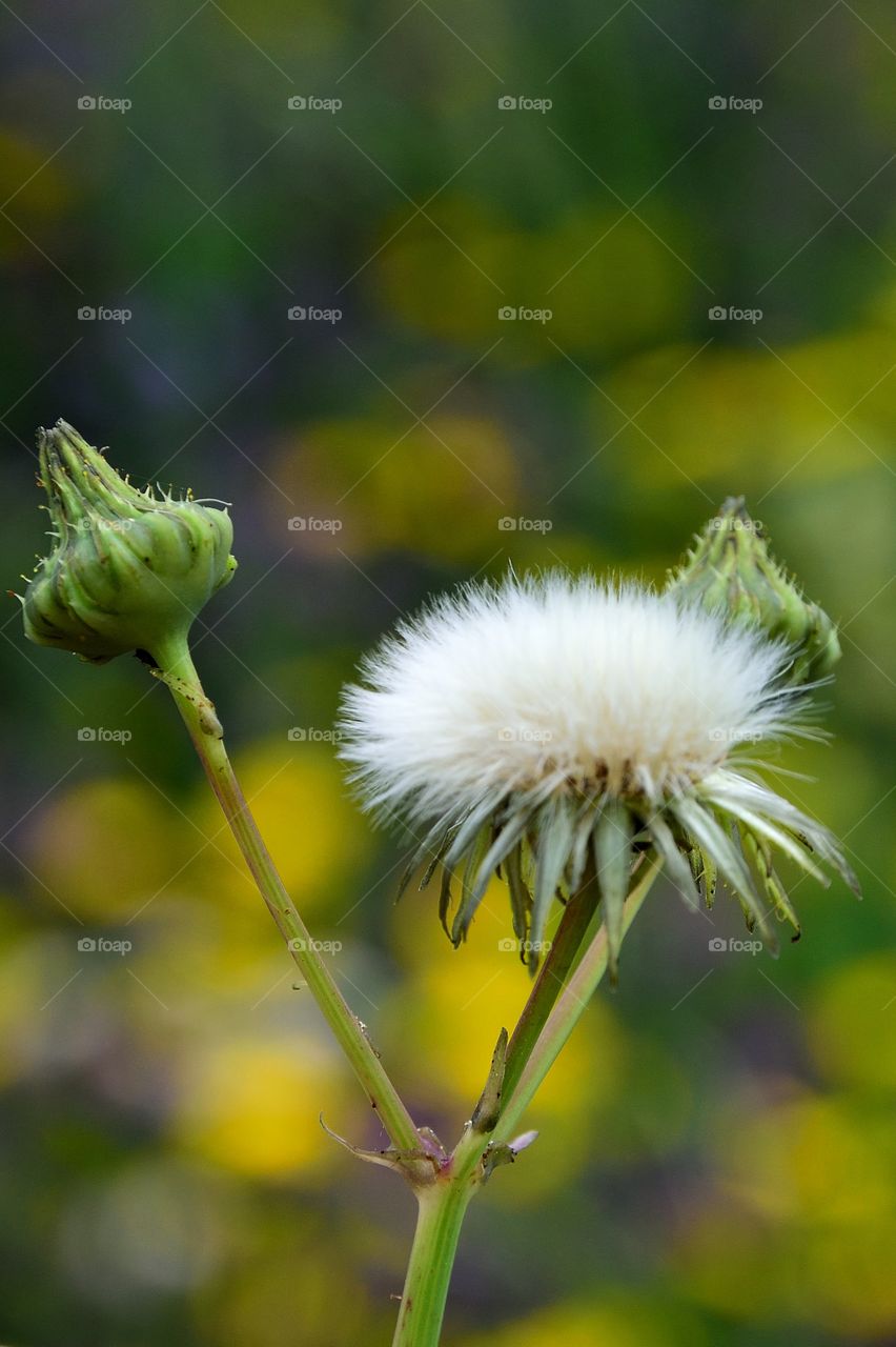 Closeup of false dandelion.
