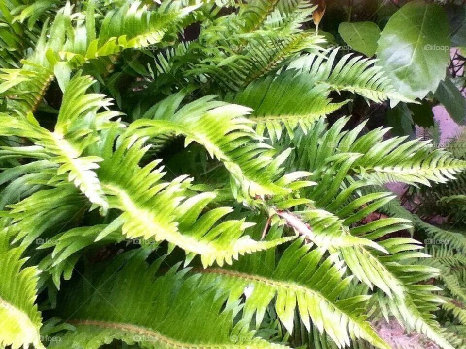 Fern