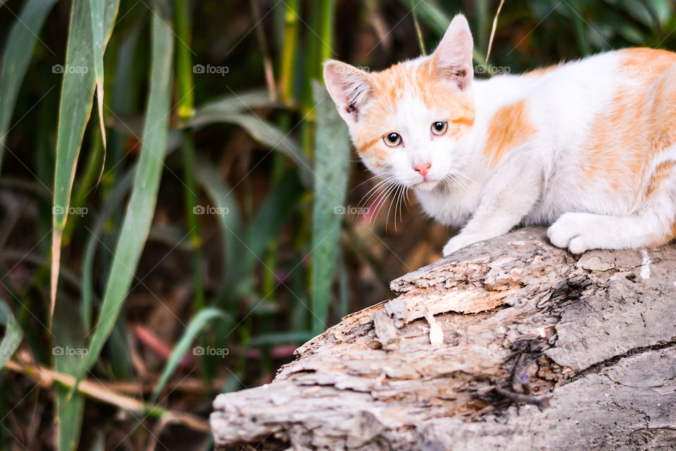 Cute curious cat on a tree 
