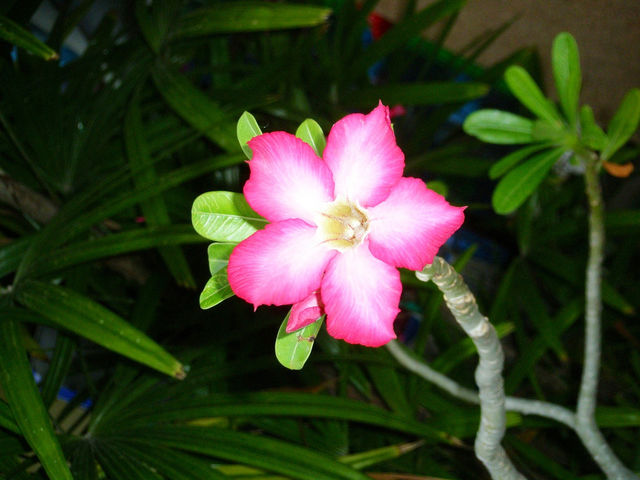 Flower in Thailand