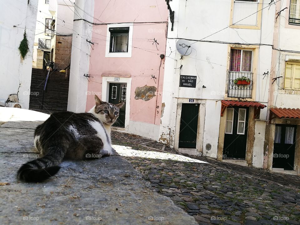 Big cat lying on a wall in Alfama, Lisbon.