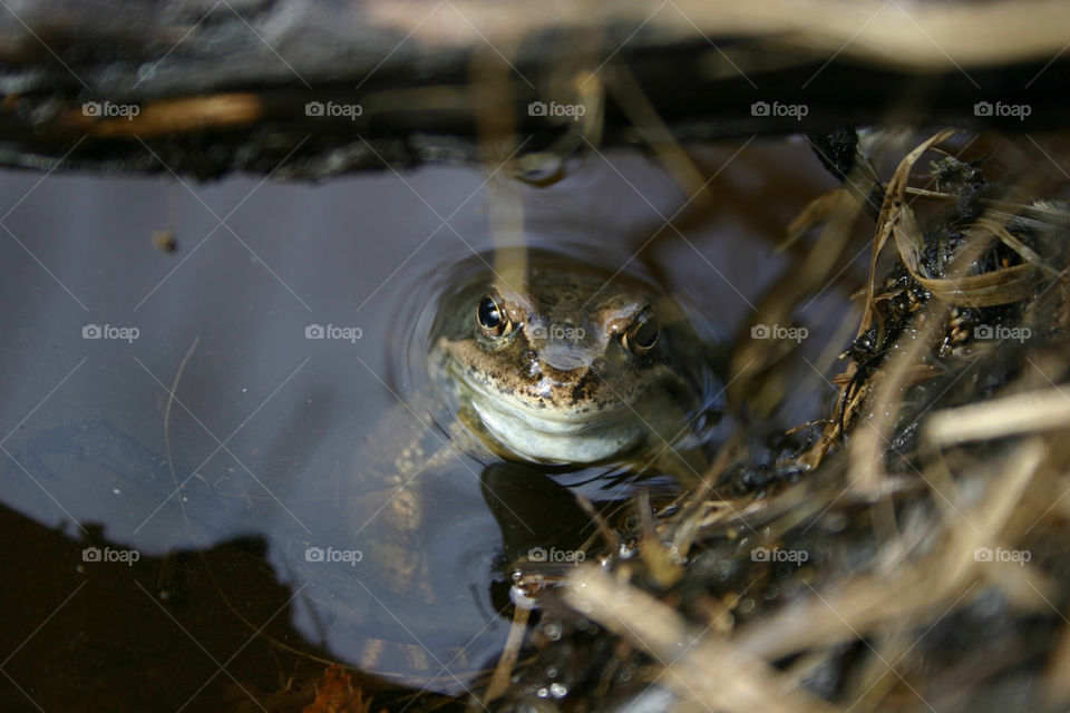 water djur animal vatten by ka71