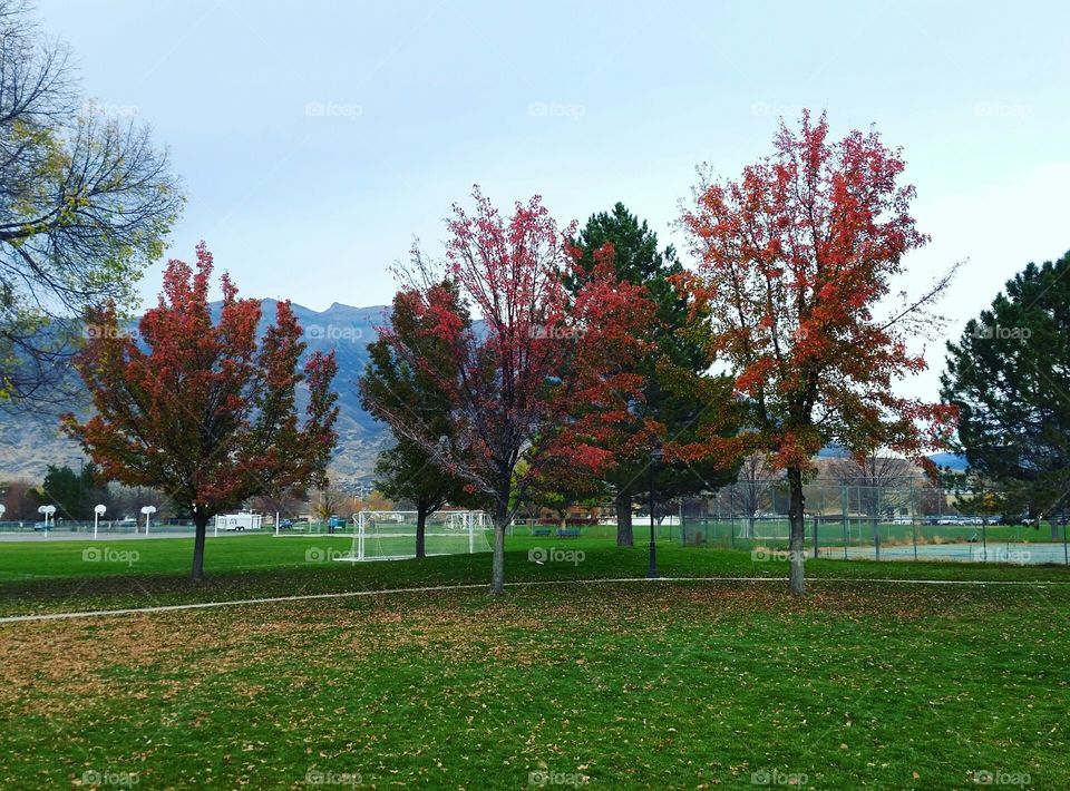 Tree, Park, Leaf, Fall, Landscape
