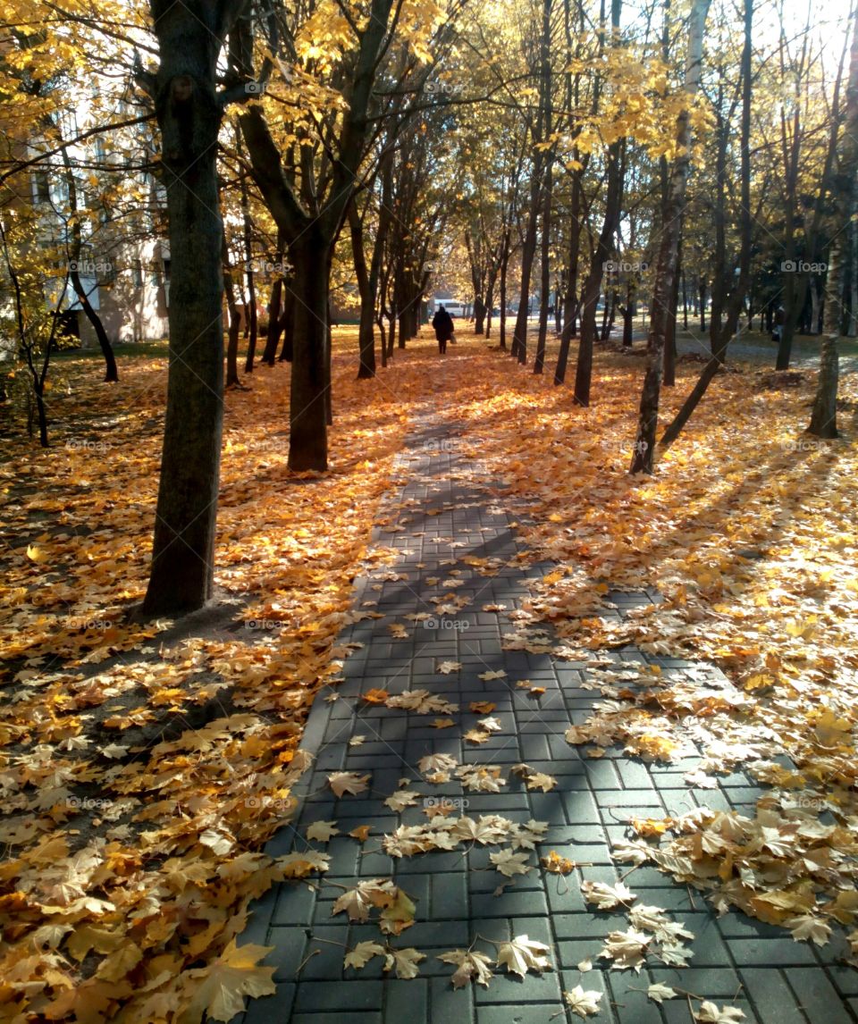 Fall, Tree, Leaf, Wood, Guidance