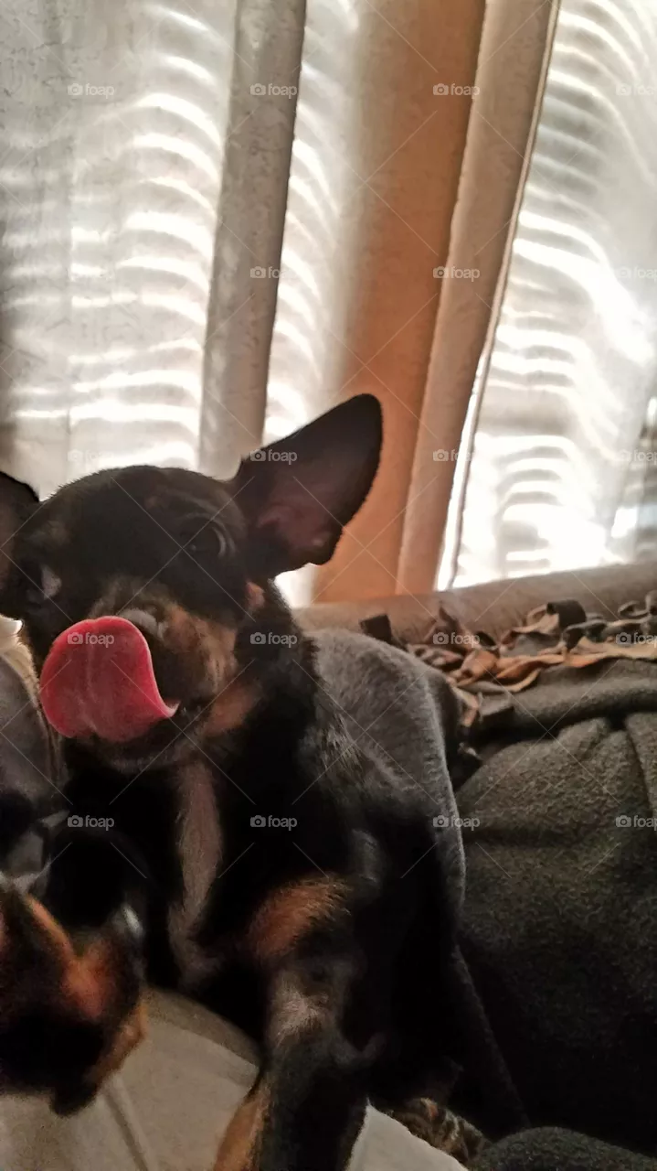 Dog lick