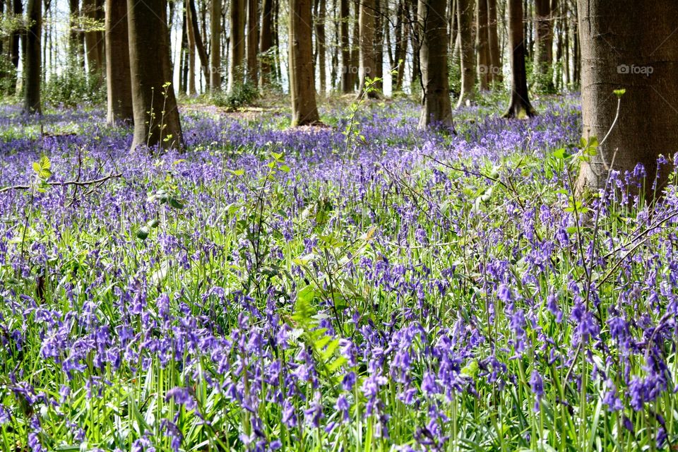 Bluebells in the woods. Spring in the UK