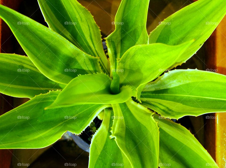 Overhead view of spiked potted plant