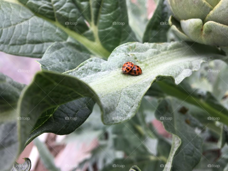 Intimate view of loving ladybirds