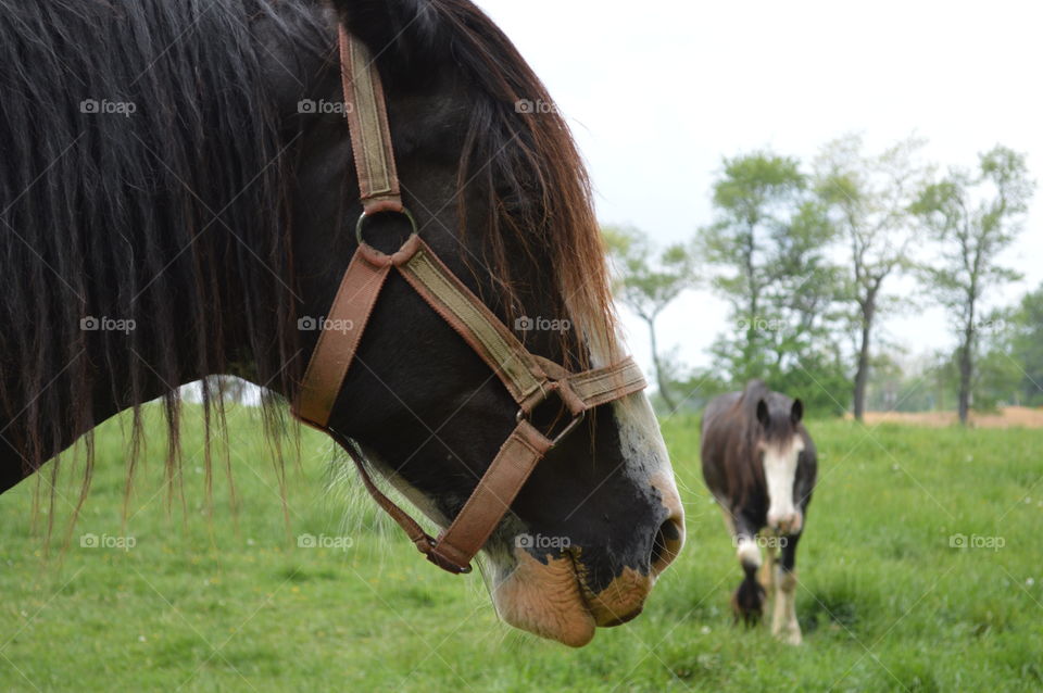 Clydesdale horses in a field