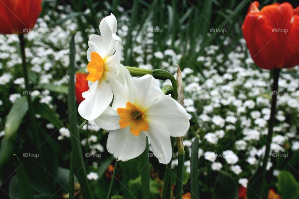 beautiful floral splendor