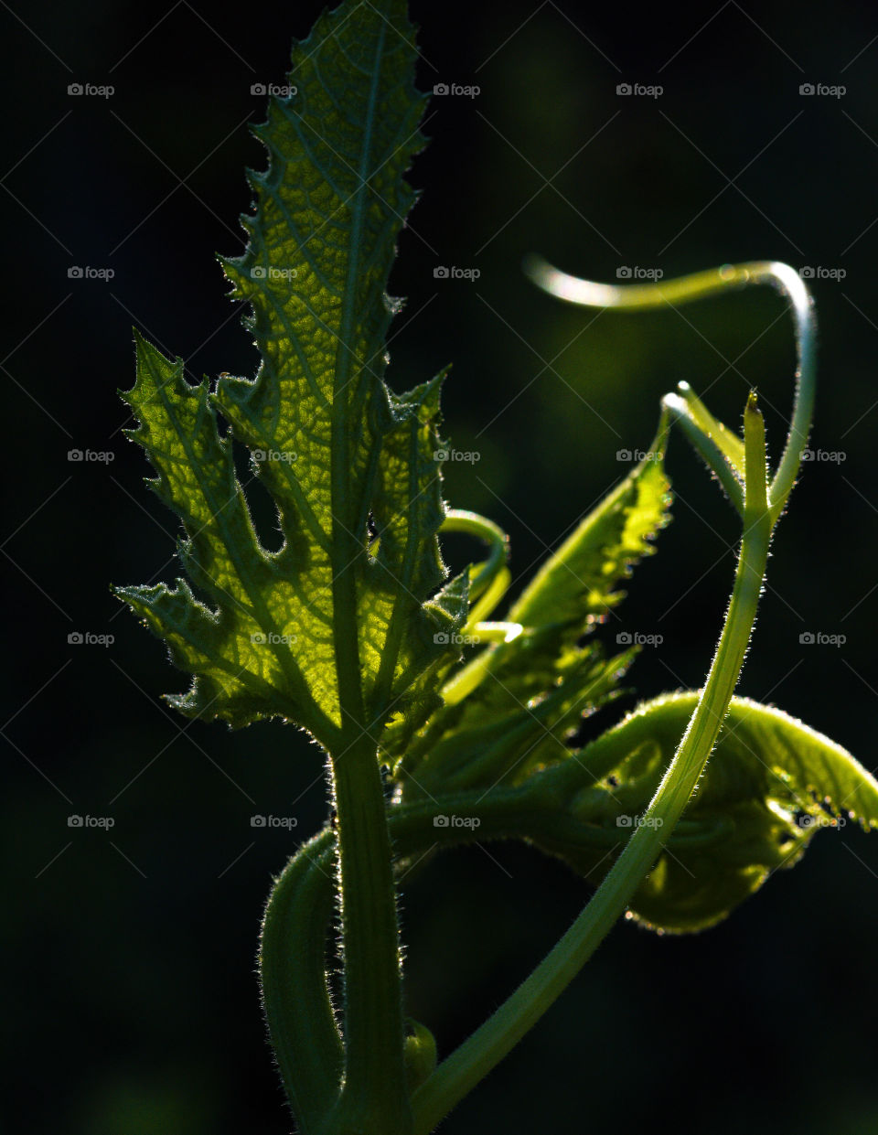 cucumber blossom at sunrise