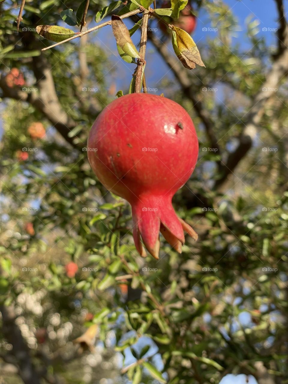 pomegranate 